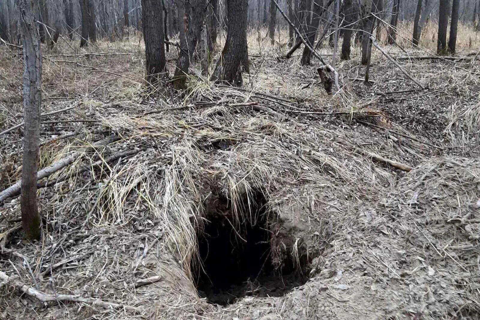 Раскопал берлогу. Медвежья Берлога (бункер). Берлога медведя.