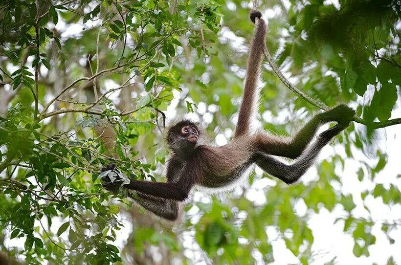 Fascinating Spider Monkey Facts and Pictures National Geographic