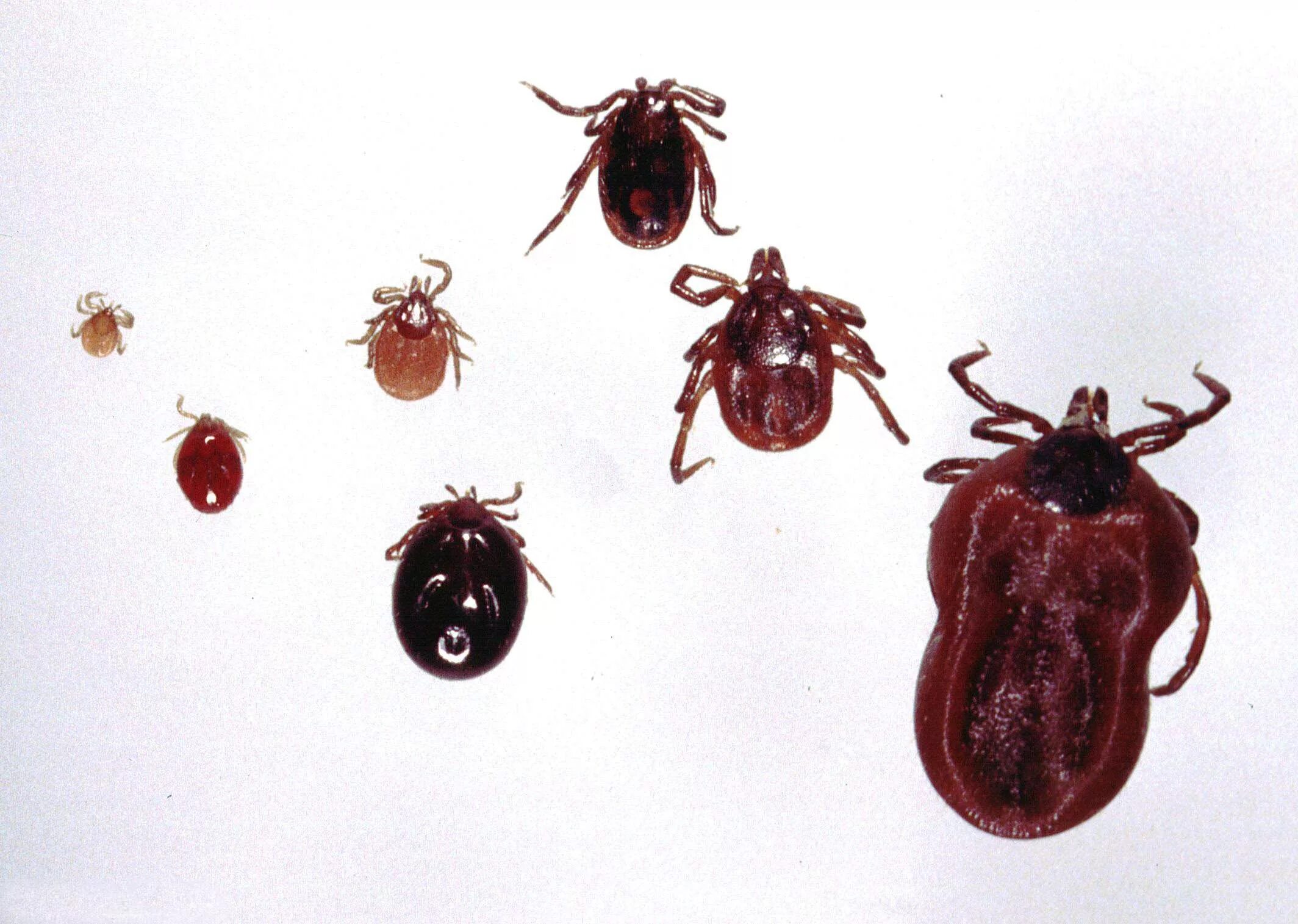 Клещи живут на деревьях. Ixodes Ricinus. Ixodes Ricinus нимфа. Личинка Ixodes Ricinus. Ricinus клещ.