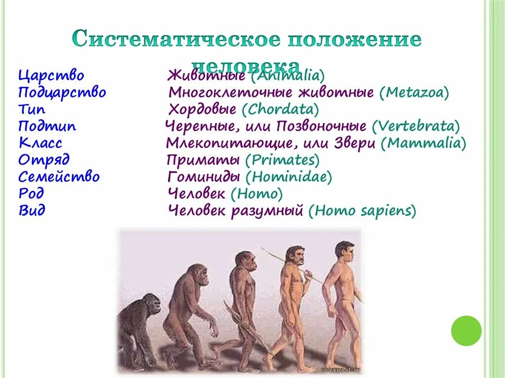 Определить систематическое положение человека. Место человека в отряде приматов. Систематическое положение человека схема.