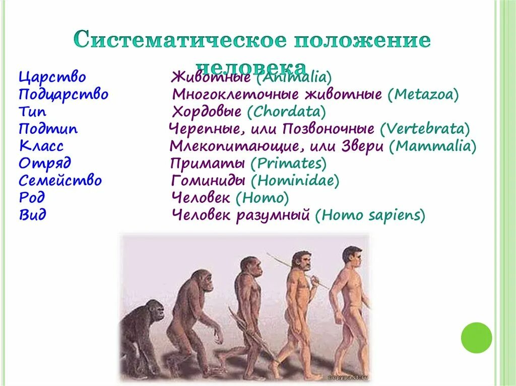 Место человека в отряде приматов. Систематическое положение человека схема. Определить систематическое положение человека