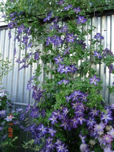 Клематис Веноза. Клематис Веноза виолацея. Клематис Веноза Виолацеа Clematis venosa violacea. Клематис Isabella. Клематис веноза виолацеа фото и описание