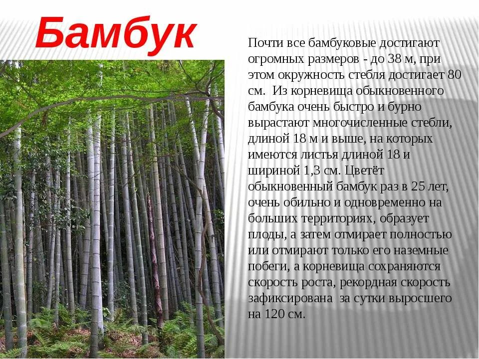 Бамбук доклад. Скорость роста бамбука. Сообщение о бамбуке 5 класс. Доклад на тему бамбук. Рост бамбука за сутки