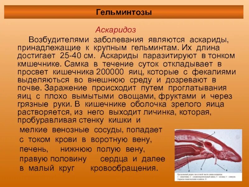 Аскаридоз факторы риска. Аскарида человеческая в кишечника паразитирует. Главные возбудители аскаридоза. Аскаридоз возбудитель инфекции. Биология 7 класс тип круглые черви аскариды.