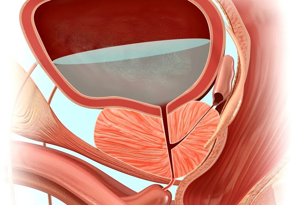 Анатомия мочевого пузыря, простата. Мочевой пузырь и предстательная железа. Красивая простата