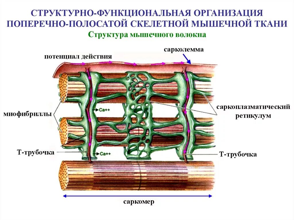 Мышечная ткань строение саркомера. Риада скелетного мышечного волокна:. Каналы т системы мышечного волокна. Строение саркомера мышечного волокна гистология. Структурные изменения ткани