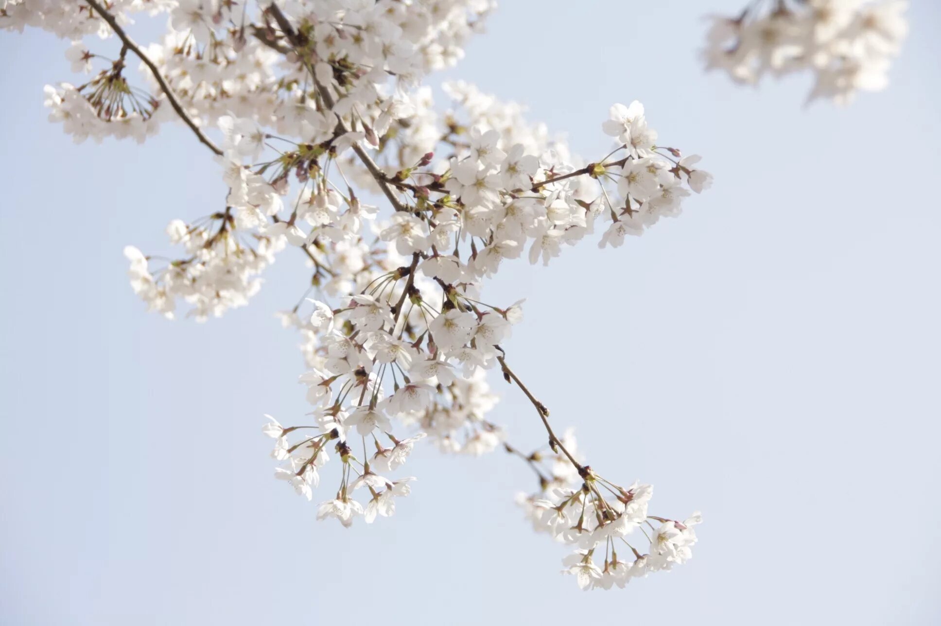 White spring. Белая Сакура дерево. Сакура белая цветет. Сакура цветет белыми цветами. Ветка белой Сакуры.