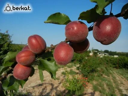Sell fruit