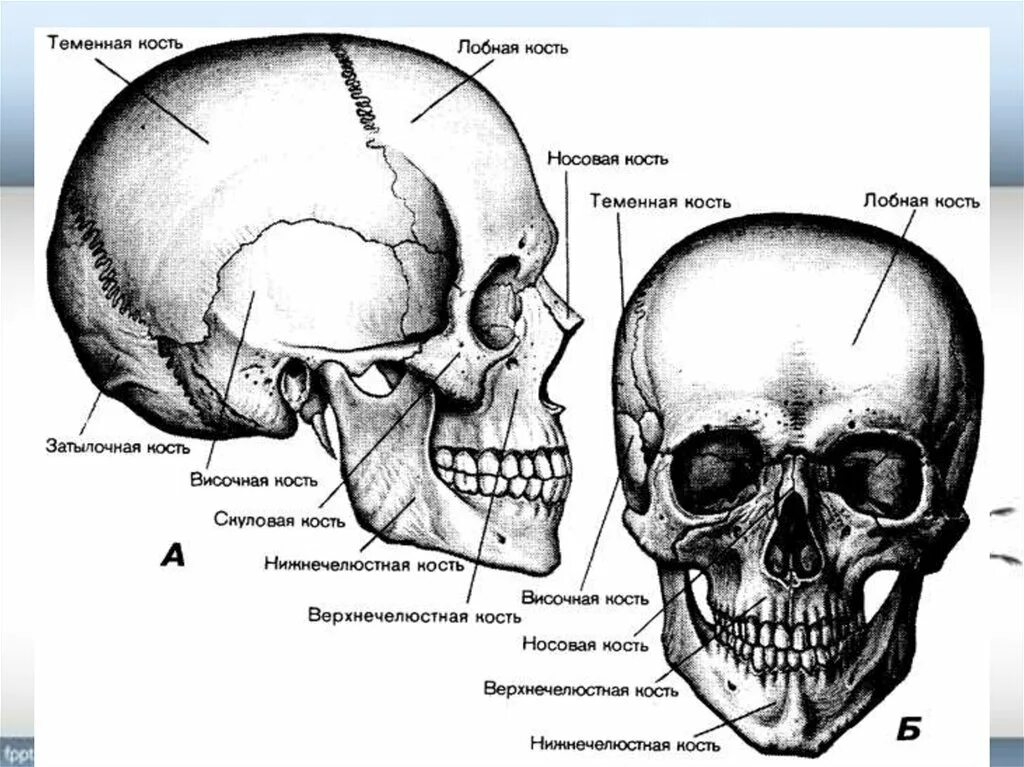 Соединение между лобной и теменной костями. Строение черепа спереди и сбоку. Строение костей черепа анатомия. Череп спереди схема. Кости черепа схема анатомия.