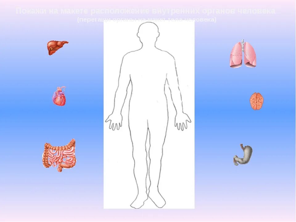Макет строения внутренних органов человека. Макет внутренних органов человека для детей. Тело человека 2 класс. Макет строение тела человека. Модель аппликация внутреннее строение тела человека.