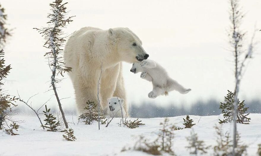 Медведица с медвежатами. Белый медведь. Белый мишка. Белый медведь с медвежатами. Белый медведь бег