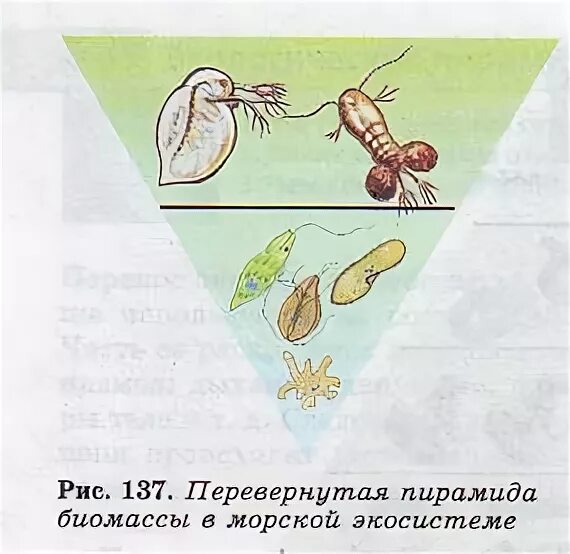 перевернутая пирамида биомассы леса. перевернутая пирамида численности. пирамида биомассы. перевернутая пирамида биомассы. перевернутая пирамида биомассы.