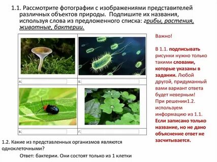 Какие среды обитания освоил клен впр 5