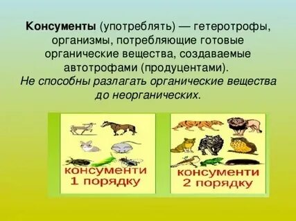 Гетеротрофные организмы редуценты