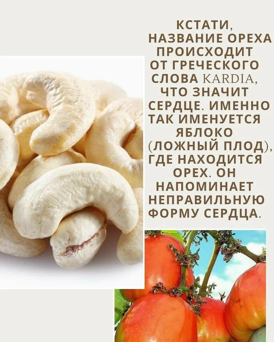 С какого возраста можно давать ребенку орехи. Орехи кешью. орехи кешью полезные. орехи кешью вред. чем полезен кешью.