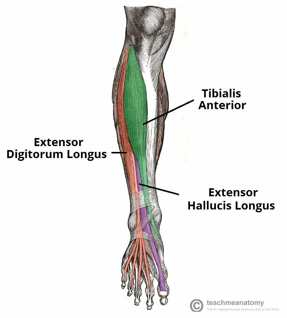 Передняя большеберцовая мышца, m. Tibialis anterior. Тибиалис Антериор. Мышца m.Tibialis. Tibialis anterior мышца.