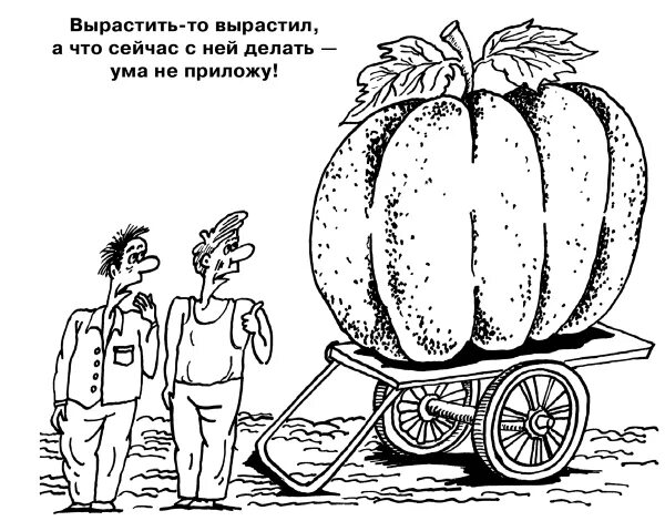 Приколы про урожай. Шутки про урожай. Приколы про урожай кабачков. Урожай картинки прикольные. Наш сосед вырастил огромную тыкву принес