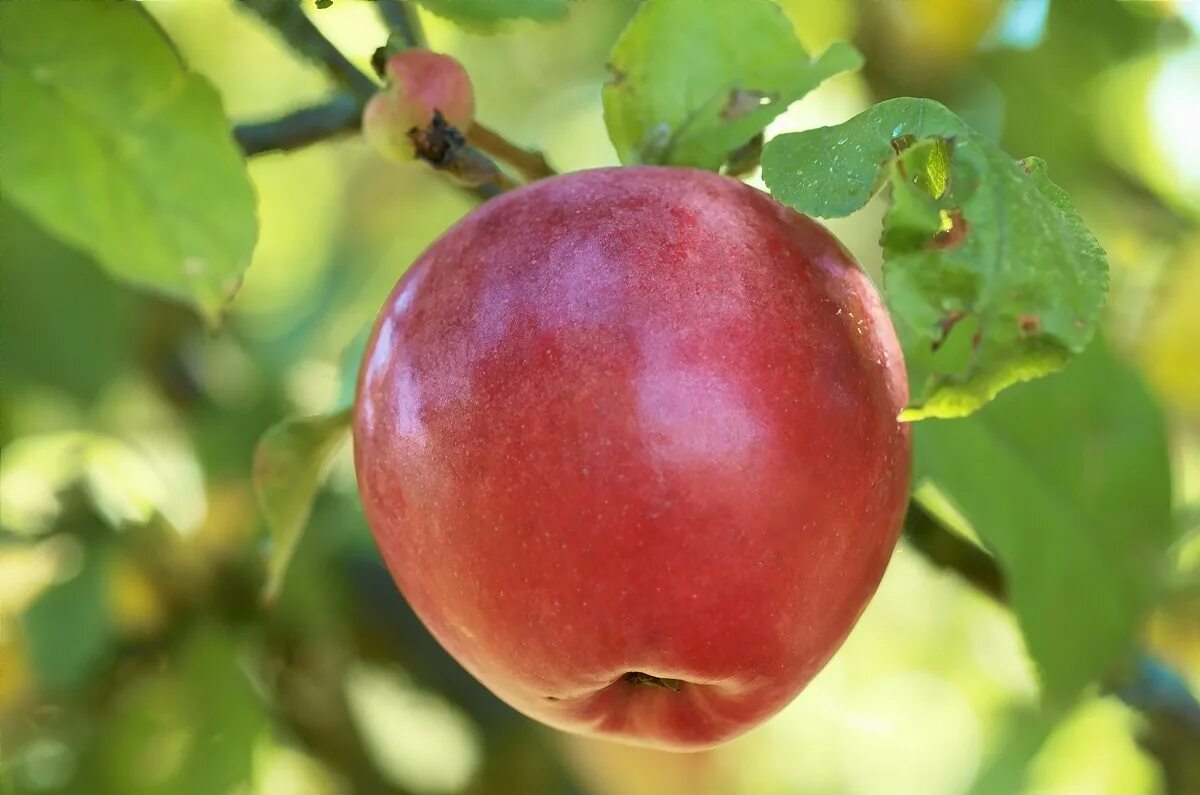 Яблоня владимирская сорт. Яблоня владимирская сорт. Яблоки голден делишес. Яблоко-груша голден делишес. Яблоня владимирская сорт.