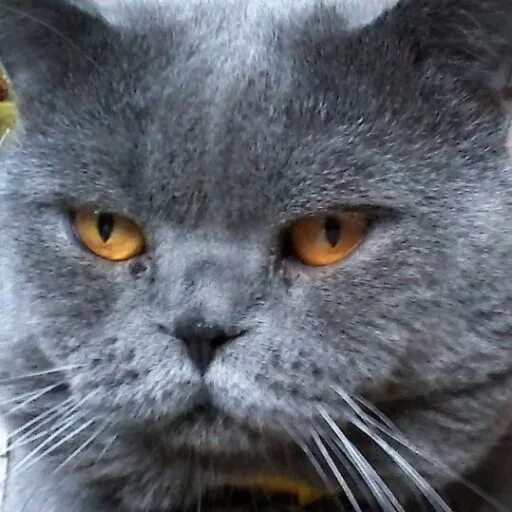 Шотландская кошка прямоухая. Шотландская вислоухая кошка с прямыми ушами. Британская вислоухая кошка с прямыми ушами. Шотландские котята с прямыми ушами. Шотландец кот прямоухий дымчатый.