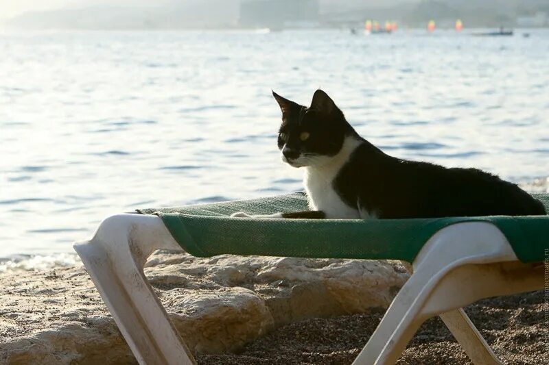 Кошкам можно соленое. Кот на море. Кот на шезлонге. Кошки на берегу моря. Кот загорает на пляже.