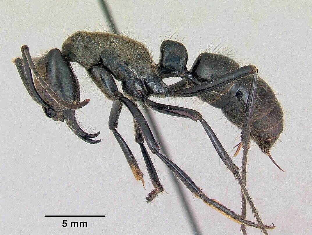 Динозавровый муравей. Муравей Dinoponera. Динопонера гигантская муравей. Динозавровый муравей (динопонера гигантская). Dinoponera Roger.