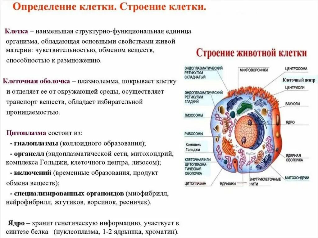 Строение и функции клетки организма человека. Строение состав и функции клетки кратко. понятие о клетке анатомия. строение и функции клетки кратко анатомия человека. строение клетки строение и функции.
