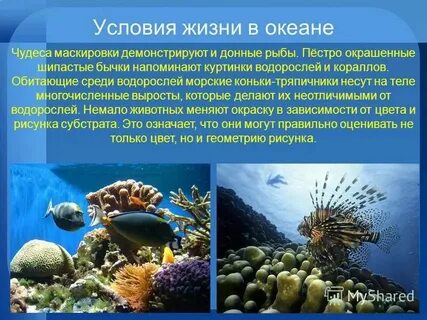 Жизнь в океане 7 класс кратко