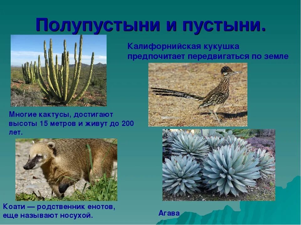Растения обитающие в пустынях