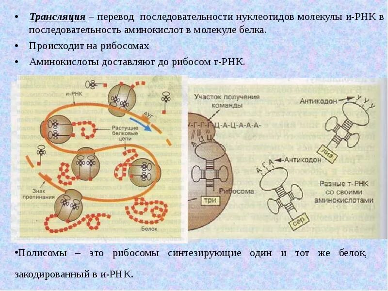 Биосинтез белка процесс транскрипции. Этапы синтеза белка рибосомой. Трансляция это Синтез белка на рибосомах. Трансляция РНК схема.
