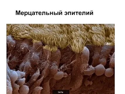 Реснички в кишечнике