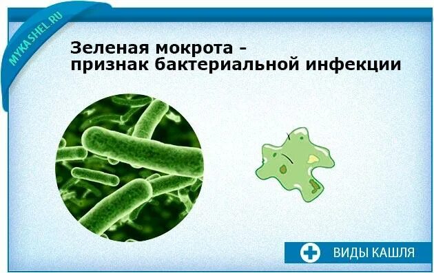 Мокрота при инфекции. Зеленая слизь. Бактериальная мокрота.