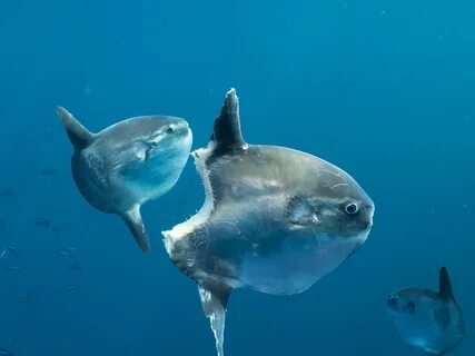 Ocean sunfish are slow-moving giants the size of an SUV. 