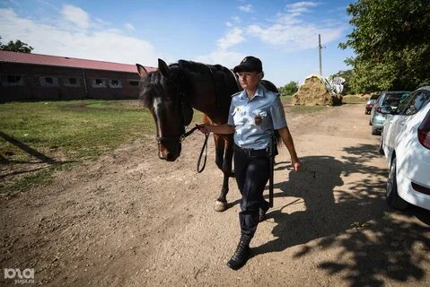 Лошади краснодар