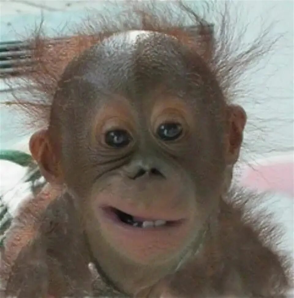 Chimp smile Smiling animals, Laughing animals, Monkeys funny