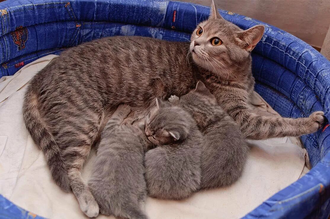 Сколько кошка кормит молоком. Кошка кормит котят. Кошка вскармливает котят. Кошка вскармоивает кота. Беременные кошки с котятами.