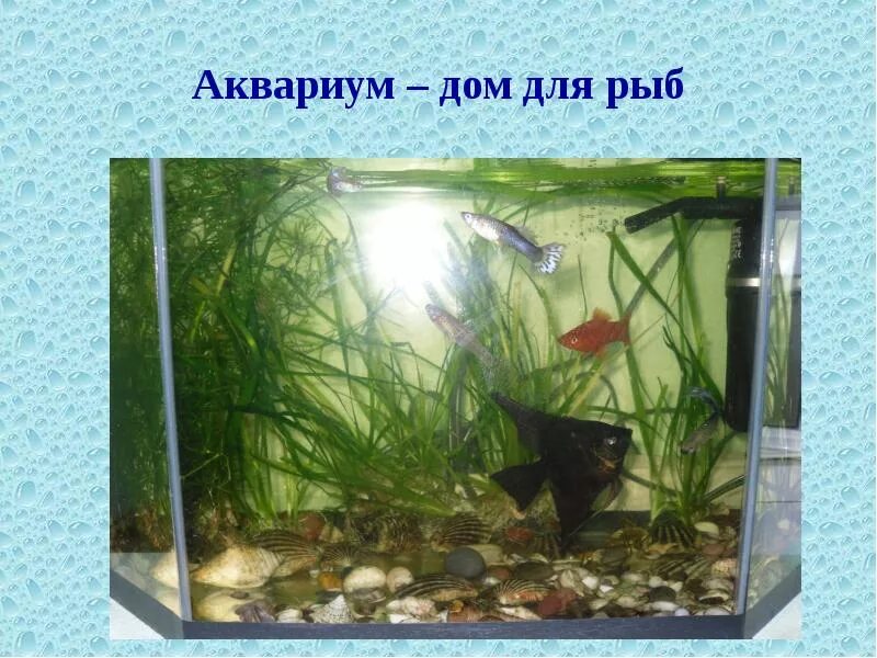Проект аквариум. Проект обитатели аквариума. Презентация на тему аквариум. Аквариум с рыбками проект.