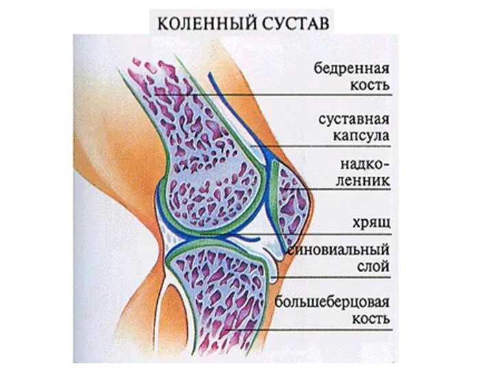 Как изображен сустав человека. Как изображен сустав человека. Строение сустава человека хрящ связки кости. Строение сустава суставной хрящ. Как изображен сустав человека.