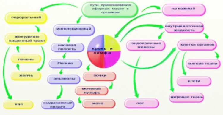 Действие масел на организм