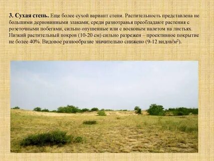 Какой растительный покров преобладает в степях