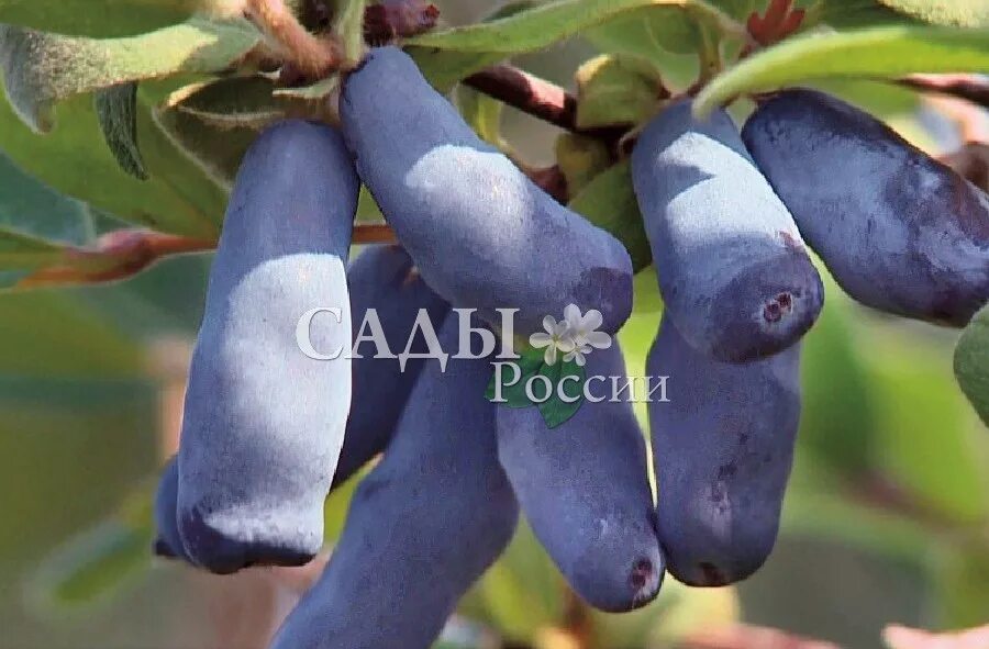 Жимолость индиго фото. Жимолость Indigo Gem. Жимолость тундра. Жимолость Северное сияние. Сорт жимолости индиго джем.