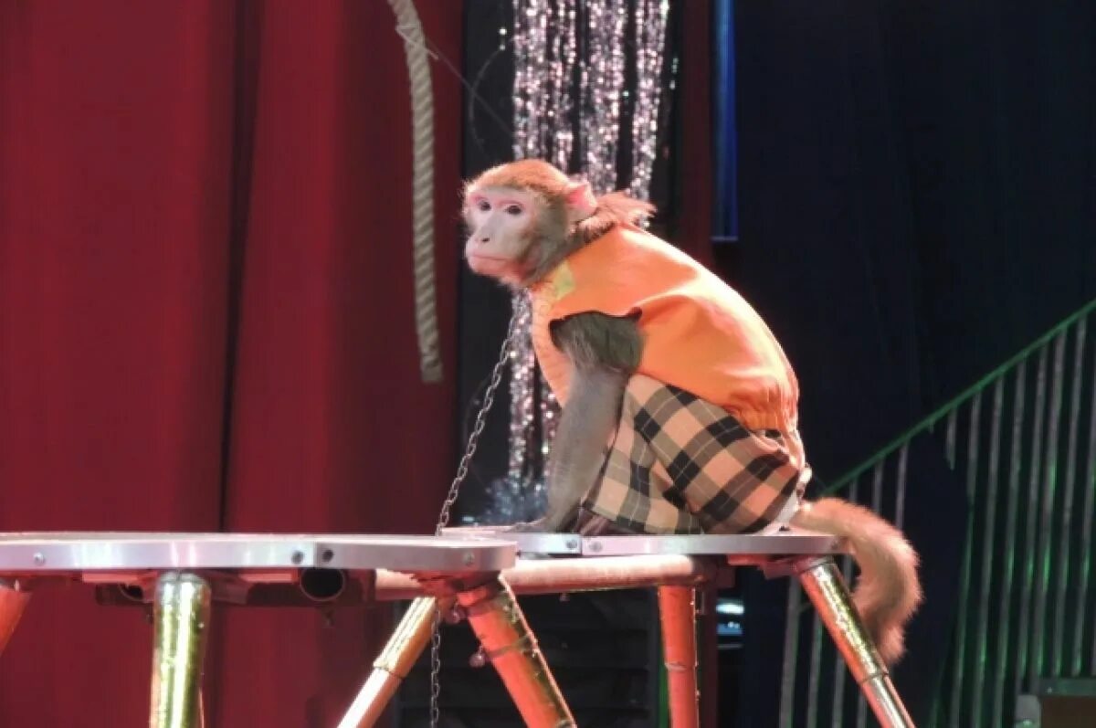Шоу обезьян. Обезьяна в цирке. Макака в цирке. Шимпанзе в цирке. Мартышка в цирке.