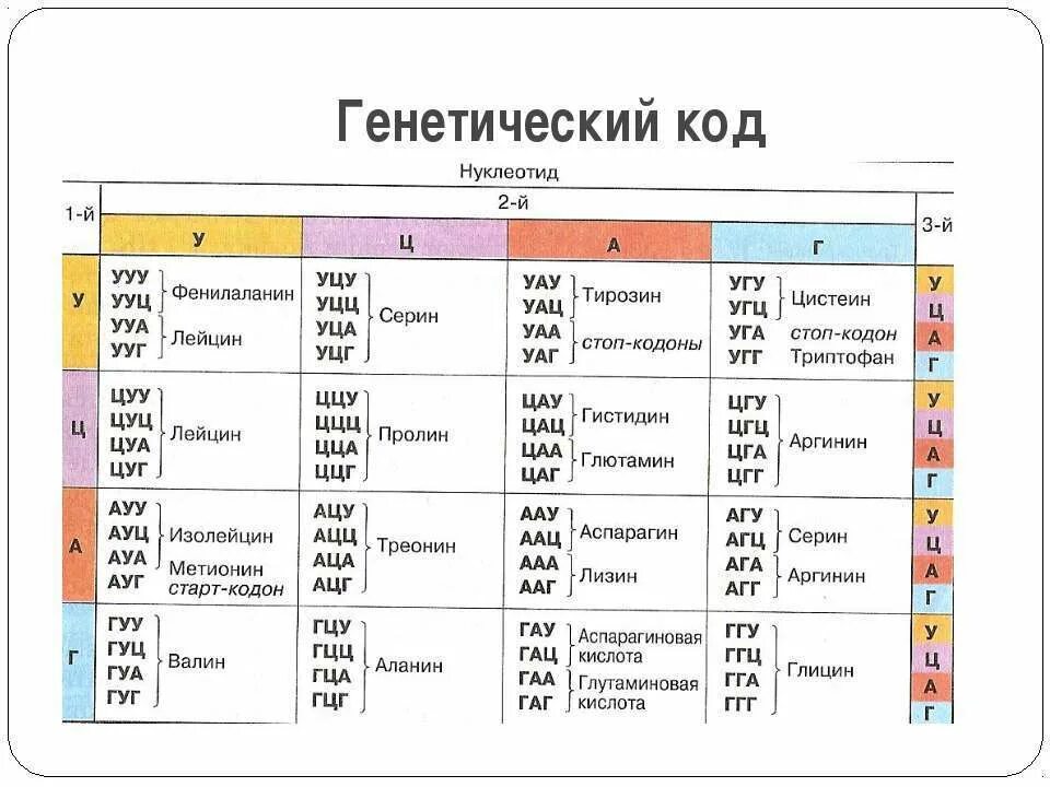 Из днк в ирнк таблица. Таблица кодонов аминокислот РНК. Генетический код нуклеотиды таблица. Таблица кодонов аминокислот ДНК. Аминокислоты ДНК И РНК таблица.