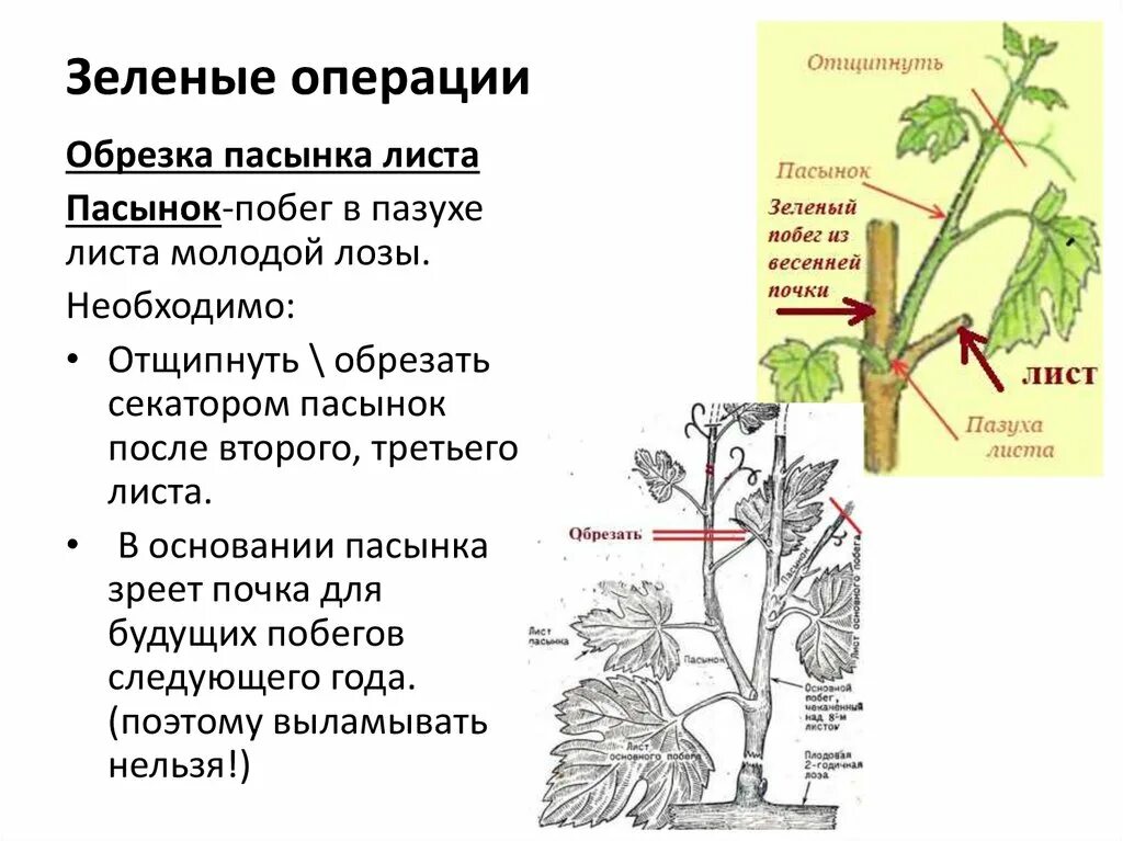 Пазуха листа. Пазуха листа функции. Пазуха побега. Пазуха огуречного листа.