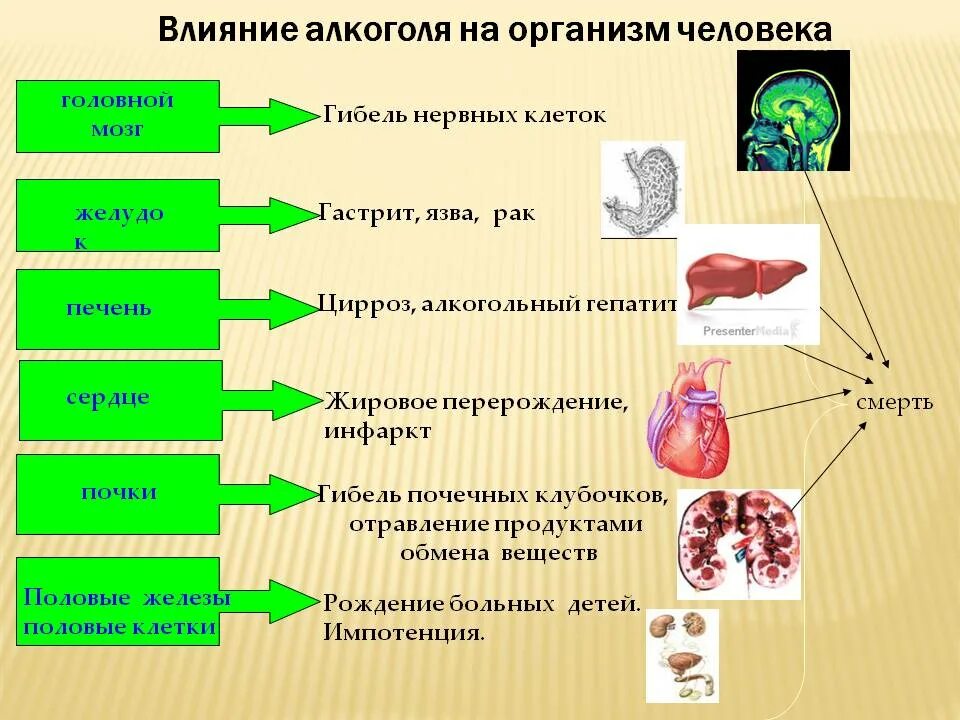 Алкогольные эффекты. Негативное действие этилового спирта на организм человека. Вляниеалкоголя на организм человека.