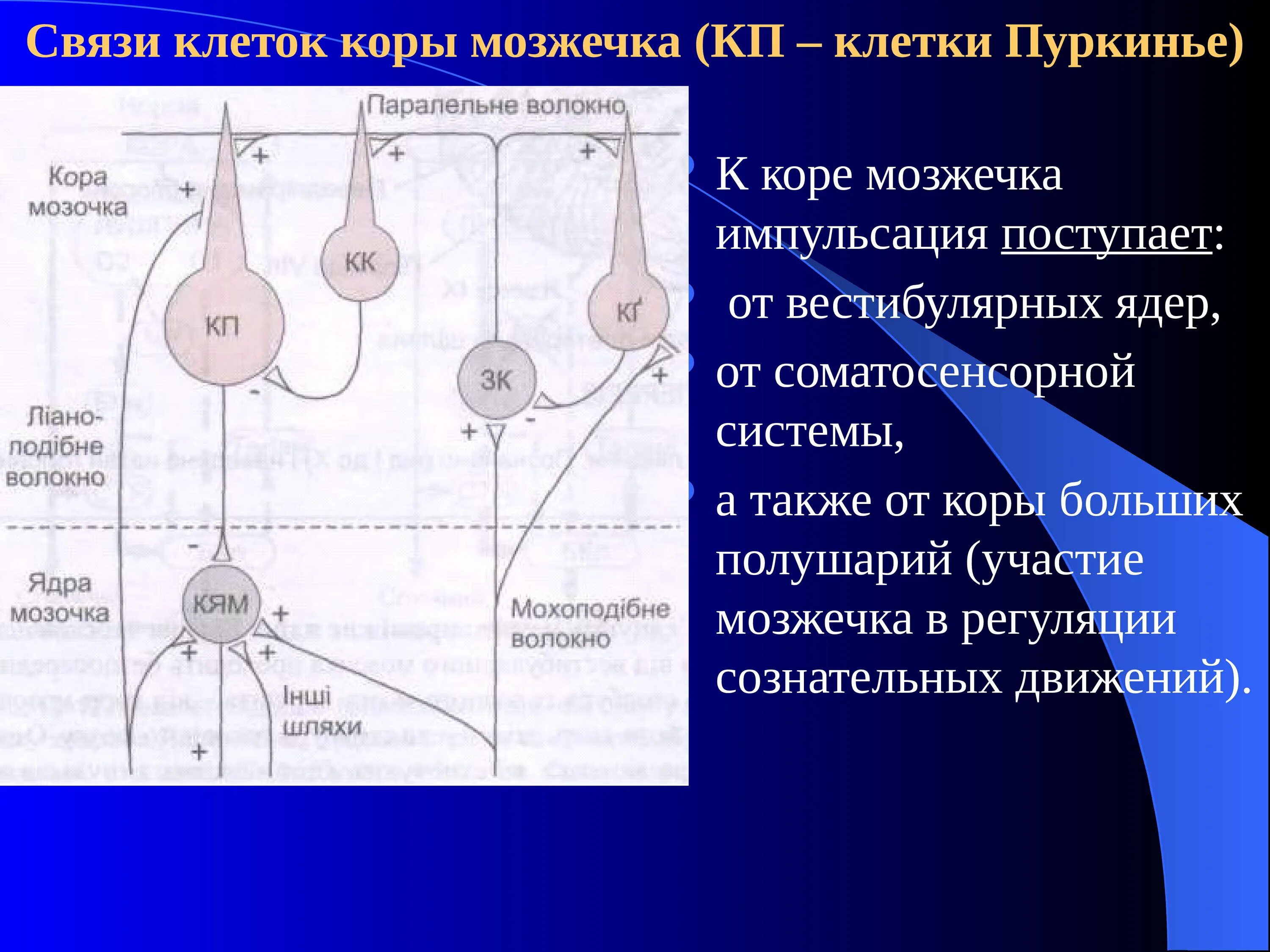 Мозжечок центры рефлексов. Строение мозжечка физиология. Связи коры мозжечка. Клетки коры мозжечка. Клетки Пуркинье коры мозжечка.