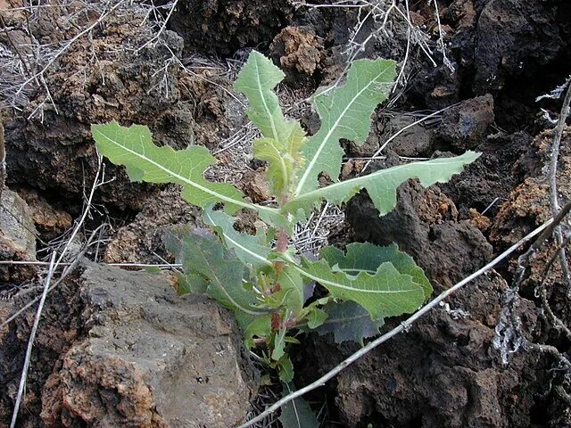Prickly lettuce (Lactuca serriola) Flower, Leaf, Care, Uses - PictureThis