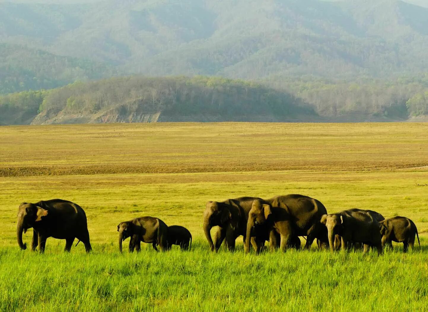 Включи национальный парк. Джим Корбетт национальный парк. Национальный парк Корбетт(Индия ). Парки и заповедники в Индии. Заповедники и национальные парки Азии.