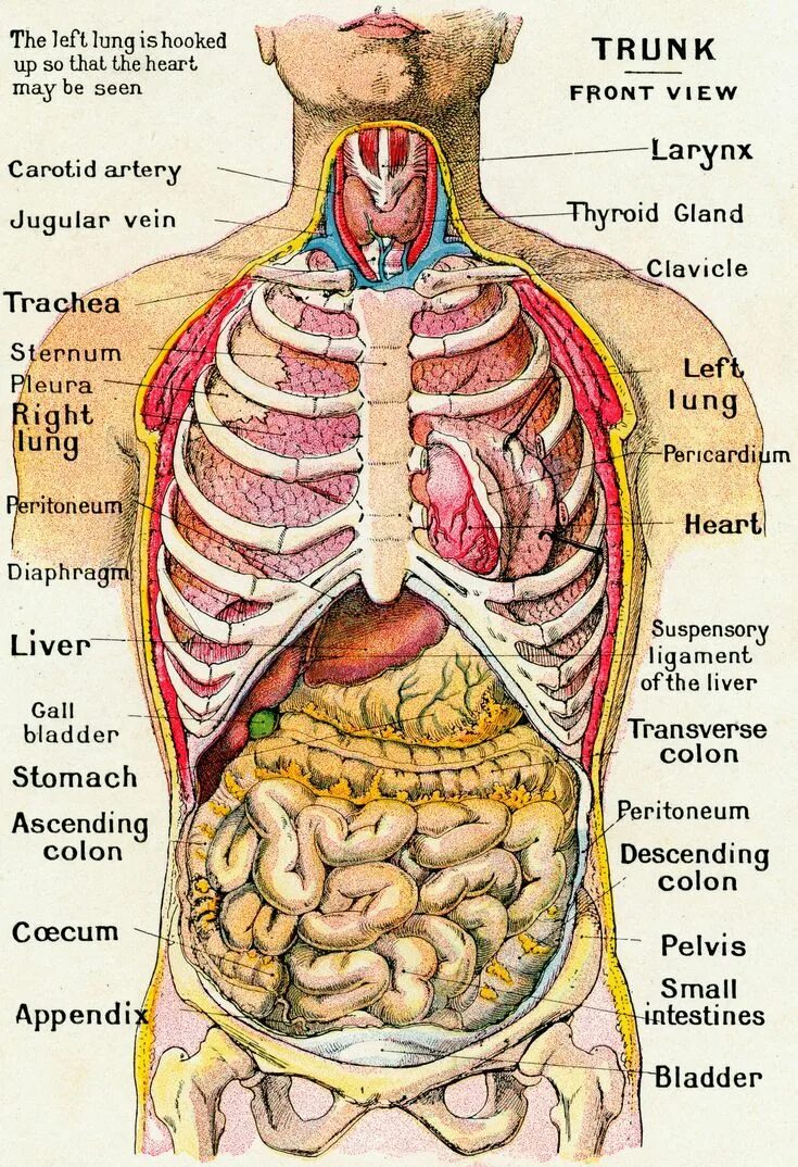 Анатомия человека расположение органов. Внутренности человека анатомия. Размещение органов человека. Расположение всех органов человека. Ребра и внутренние органы.