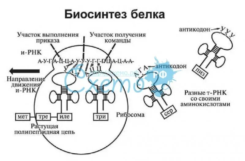 4 этапы синтеза белка. Этапы синтеза белка схема. Процесс синтеза белка схема. Синтез белка для чайников.