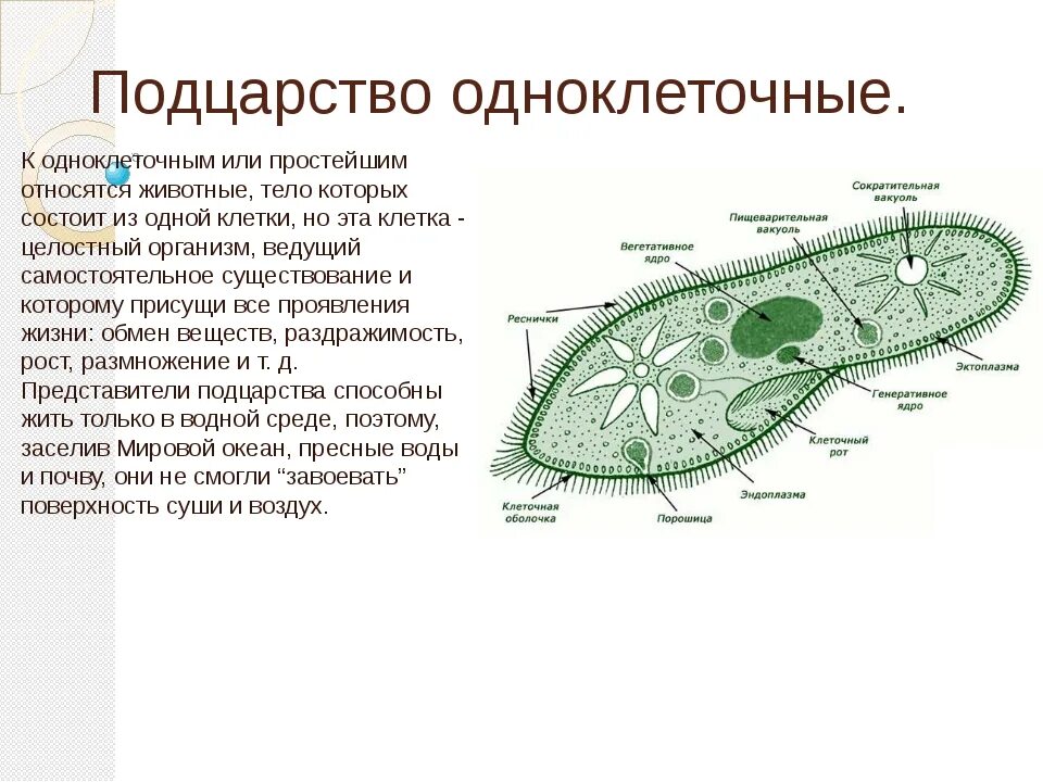 Что является простейшим элементом. Подцарство одноклеточные 5 класс биология. Подцарство одноклеточные 7 класс биология. Типы питания одноклеточных и многоклеточных организмов. Краткий конспект по биологии 7 класс Подцарство одноклеточные.